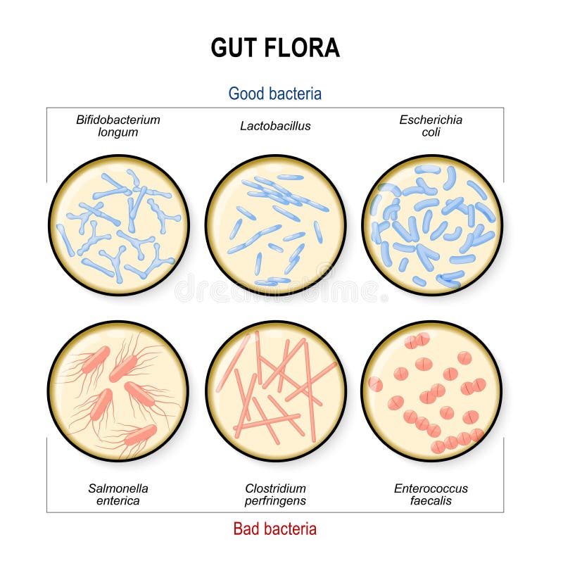 Gut flora. Bad bacteria: Clostridium, Enterococcus, Salmonella and Good bacteria: Lactobacillus, Bifidobacterium, Escherichia coli