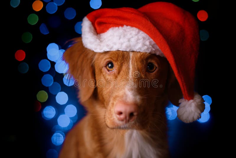 Guten Rutsch ins Neue Jahr, Weihnachten, Hund in Santa Claus-Hut stockfoto Guten Rutsch ins Neue Jahr, Weihnachten, Hund in Santa Claus-Hut stockfoto