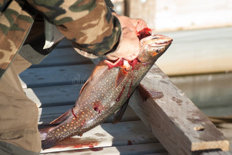 Gutting a Brookie at the Fishing Dock