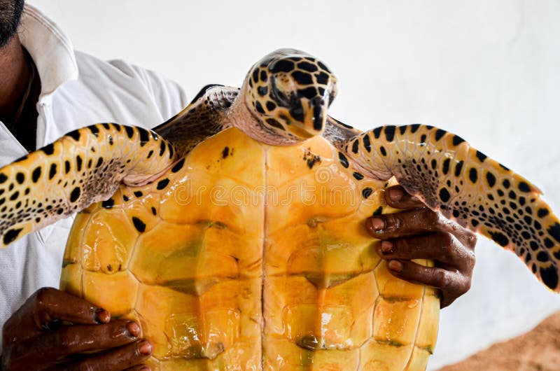 Guy Hands Holding a Big Yellow Tortoise with a Large Beak. Saving Animals  in the Sea Turtles Conservation Research Project Stock Photo - Image of  bentota, conservation: 166323230