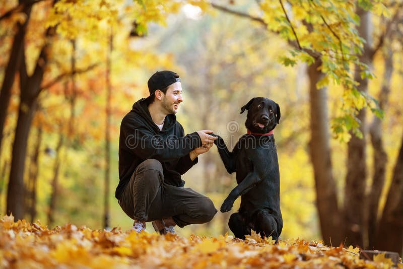 Guy with His Dog Labrador in Autumn Sunny Park Stock Photo Image of