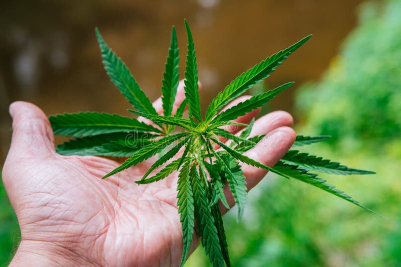 The guy is holding a cannabis sheet in his hand royalty free stock image The guy is holding a cannabis sheet in his hand royalty free stock image