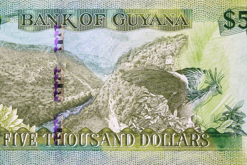 Guyana`s Rainforest and National Bird from money