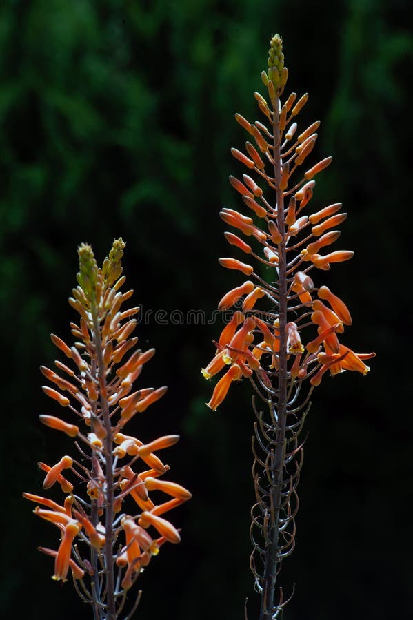 Guzmania Bromeliaceae Híbrido De La Planta De Bromeliaceae Vriesea Del. La  Flor Del Bromelia Vriesea O En El Jardín. Imagen de archivo - Imagen de  cubo, florecimiento: 209476977