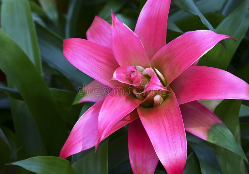 2,666 Bromelia Plant Stock Photos - Free & Royalty-Free Stock Photos from  Dreamstime