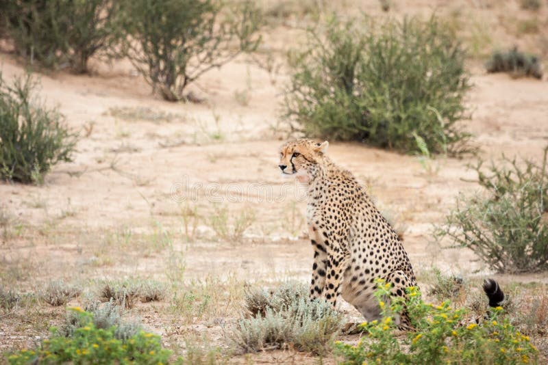 Guépard regardant fixement la proie photos libres de droits Guépard regardant fixement la proie photos libres de droits