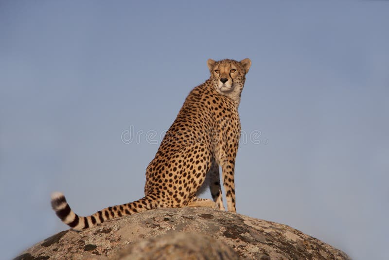 Guépard se reposant sur une roche photographie stock Guépard se reposant sur une roche photographie stock