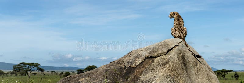 Guépard se reposant sur une roche et regardant loin, Serengeti images libres de droits Guépard se reposant sur une roche et regardant loin, Serengeti images libres de droits
