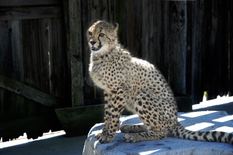 Guépard sur une roche image stock Guépard sur une roche image stock