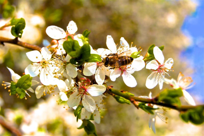Guêpe d'abeille sur la branche de floraison images stock Guêpe d'abeille sur la branche de floraison images stock