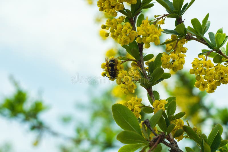 Guêpe sur le Berberis de floraison de berbéris Foyer s?lectif images libres de droits Guêpe sur le Berberis de floraison de berbéris Foyer s?lectif images libres de droits