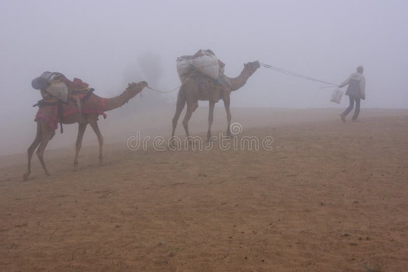 Guía local con los camellos que caminan en la niebla de la madrugada, deser de Thar imagen de archivo libre de regalías Guía local con los camellos que caminan en la niebla de la madrugada, deser de Thar imagen de archivo libre de regalías