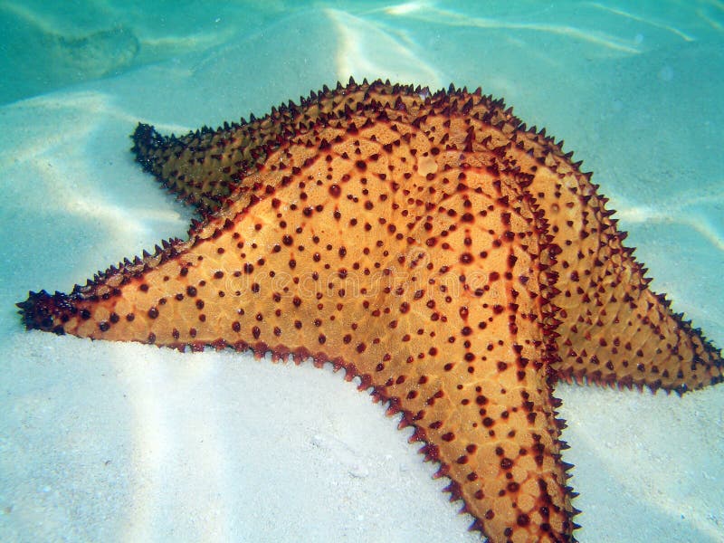 A nice sea star in the caribbean sea. A nice sea star in the caribbean sea