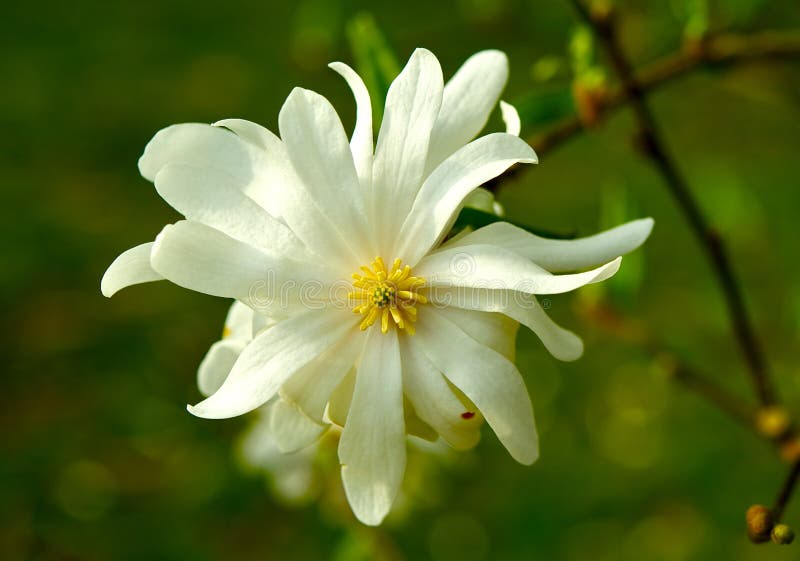 Gwiazdowy Magnoliowy Zbliżenie obraz royalty free Gwiazdowy Magnoliowy Zbliżenie obraz royalty free