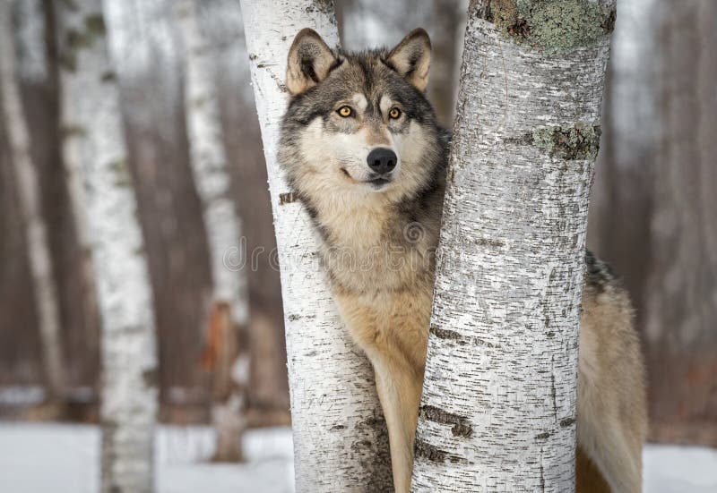 Gwiazdozbiór Szary Wilka Canisa miÄ™dzy drzewami wyglada na zimÄ™ prawÄ… obrazy stock Gwiazdozbiór Szary Wilka Canisa miÄ™dzy drzewami wyglada na zimÄ™ prawÄ… obrazy stock