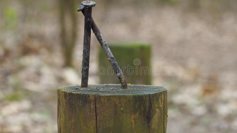 Nails hammered into a wooden pole on blured background. Nails hammered into a wooden pole on blured background