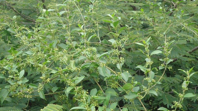 Gymnema sylvestre Gudmar climber spreading on a tree