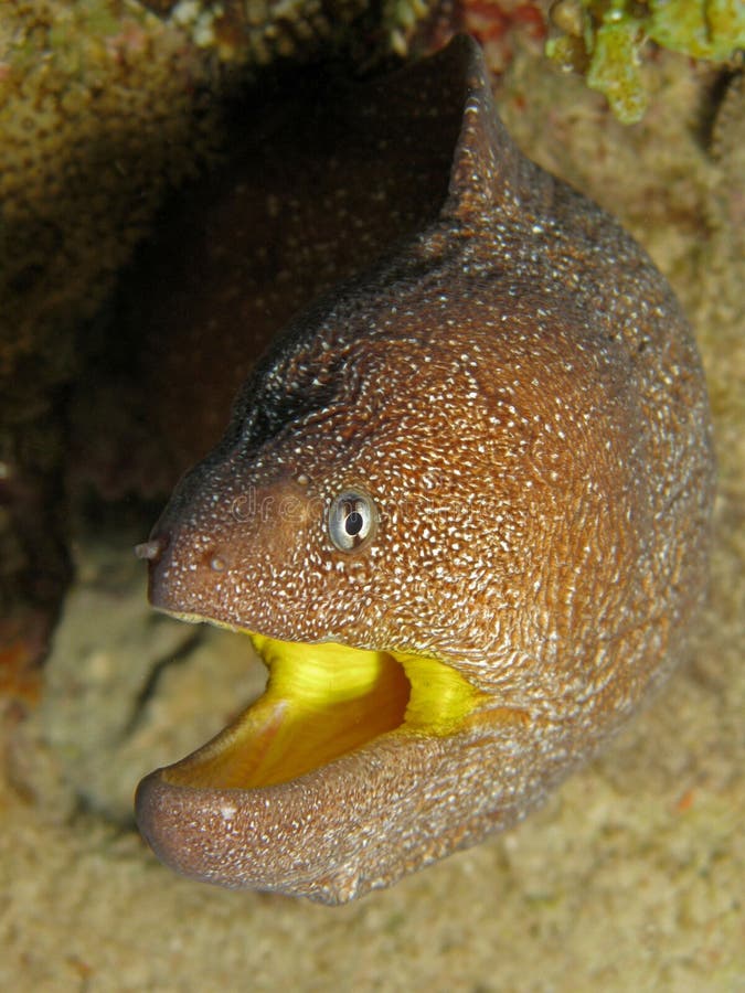 Gymnothorax mureny nudivomer yellowmouth fotografia royalty free