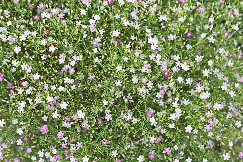 Flower Gypso, Gypsophila in the Garden Stock Image Image of gardening
