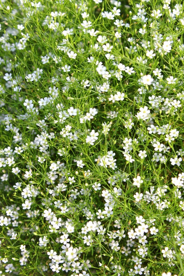 Gypsophila royalty free stock images