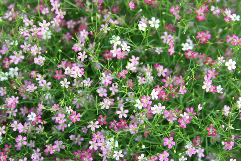 Gypsophila flower stock image. Image of beauty, asia 38180205