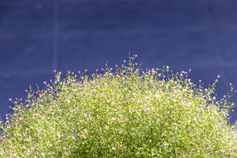 456 Gypsophila Paniculata Baby Breath Photos Free Royalty Free Stock Photos From Dreamstime 456 Gypsophila Paniculata Baby Breath Photos Free Royalty Free Stock Photos From Dreamstime