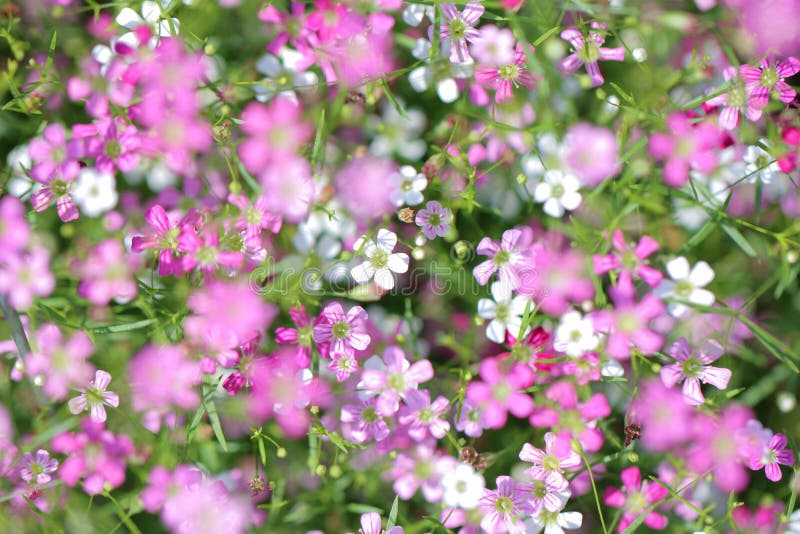 Gypsophila paniculata stock image. Image of paniculata 90365581