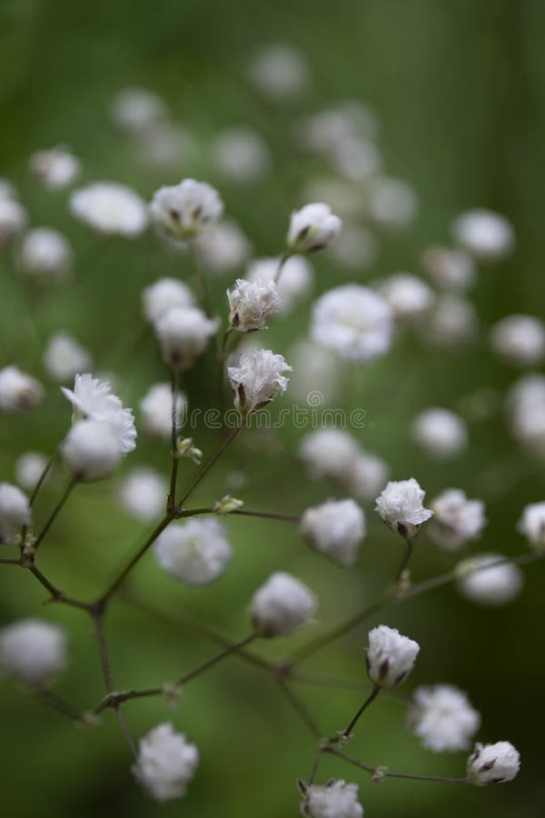 Gypsophila Paniculata Wallpaper,White Little Flowers with Green Background  ,close Up Flowers,macro Imagine Stock Photo - Image of light, nature:  155045422
