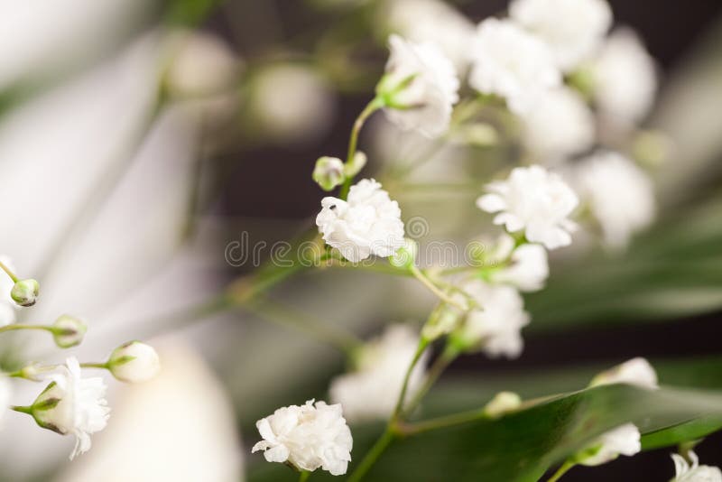 Gypsophila - plant with small white flowers