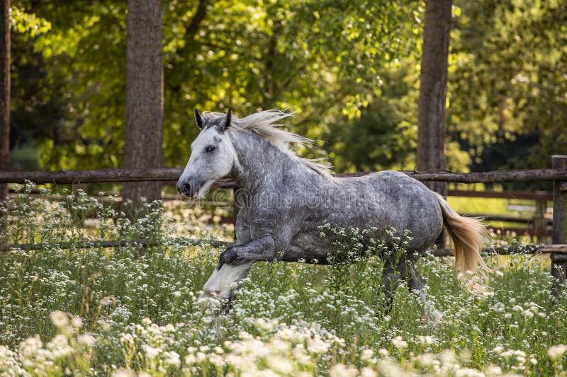 Gypsy Cob at canter