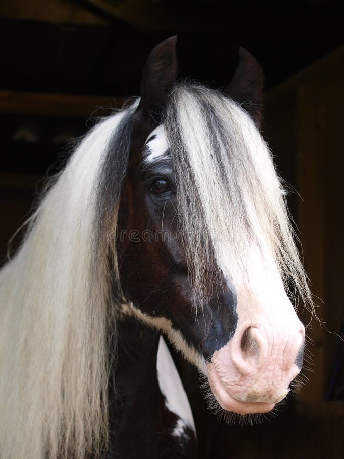 Gypsy Cob