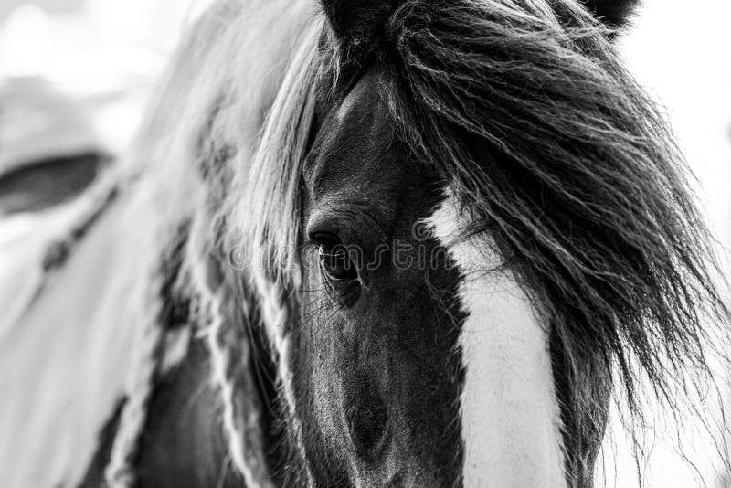 Gypsy horse black and white close up