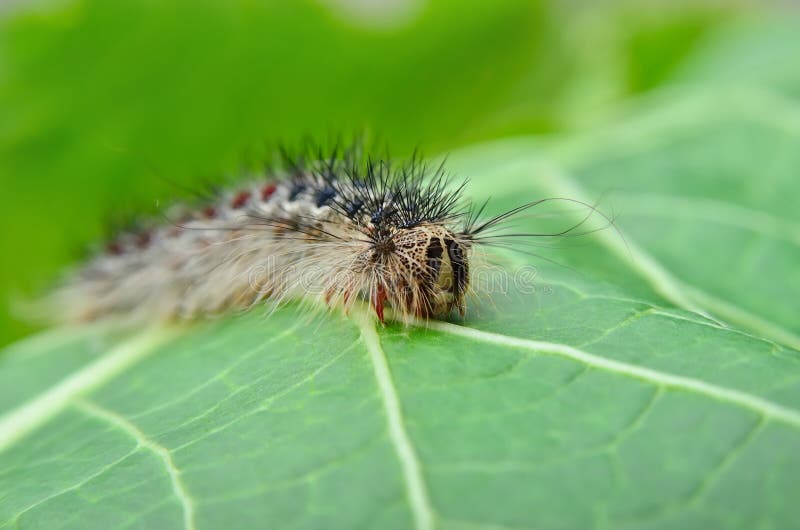 A male gypsy moth close-up stock image. Image of antenna - 10393249