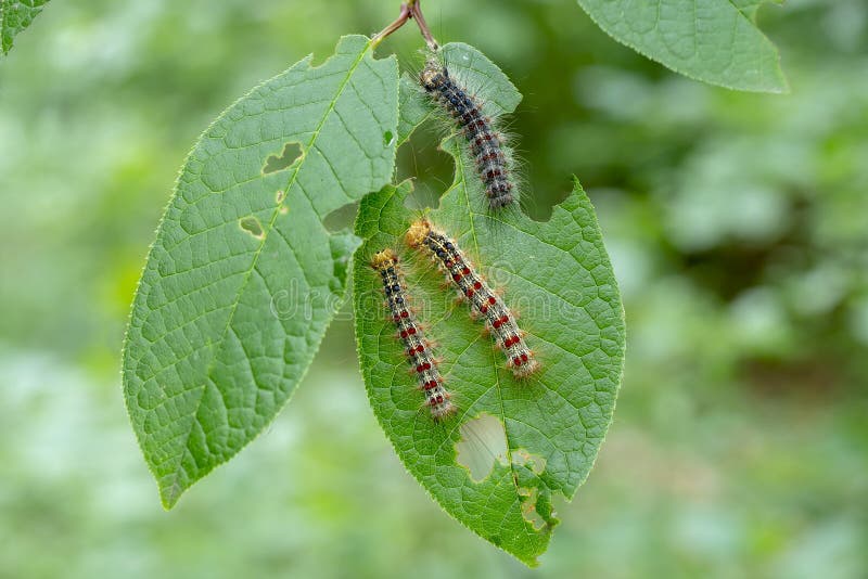 Gypsy Moth Caterpillars Eating Tree Leaves, Closeup. Macro Stock Photo