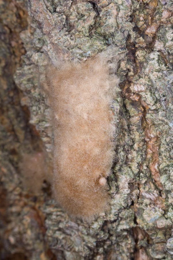 Gypsy Moth Egg Sac