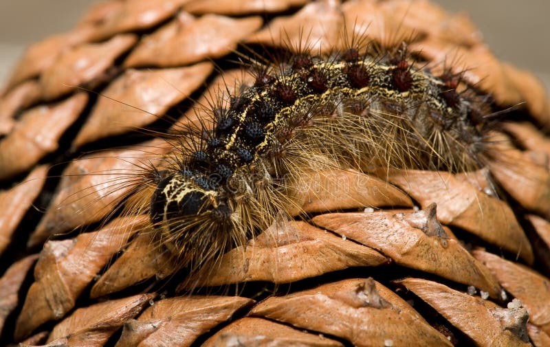 Gypsy Moth Larvae