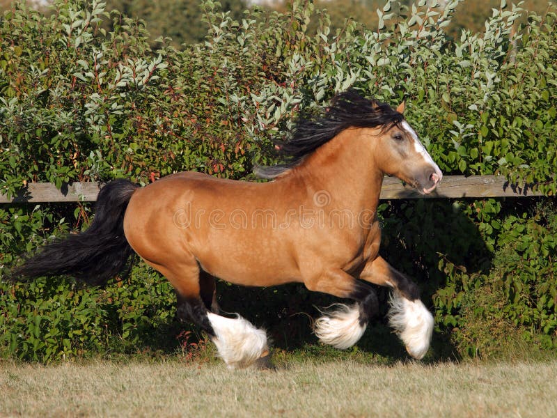 Gypsy Vanner Horse stallion portrait