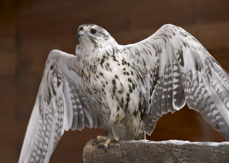 gyrfalcon-spread-its-wings-white-falcon-