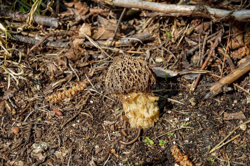 Gyromitra Esculenta False Morel,Calf Brain,Bull Nose Mushroom in the