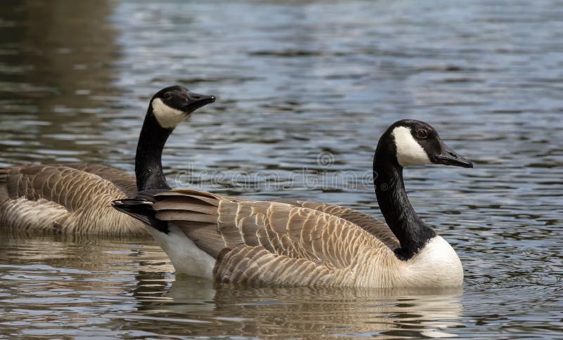 Gâște canadiene care înoată în lac royalty free stock photos