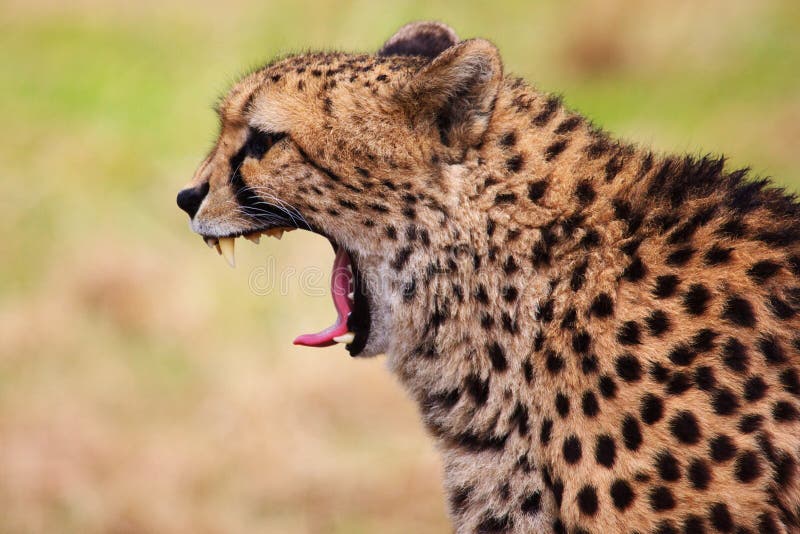 Gähnender Gepard lizenzfreies stockfoto Gähnender Gepard lizenzfreies stockfoto