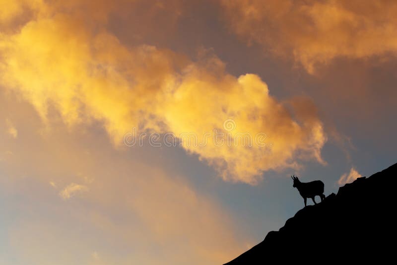 Gämse auf Berg bei Sonnenuntergang lizenzfreie abbildung Gämse auf Berg bei Sonnenuntergang lizenzfreie abbildung