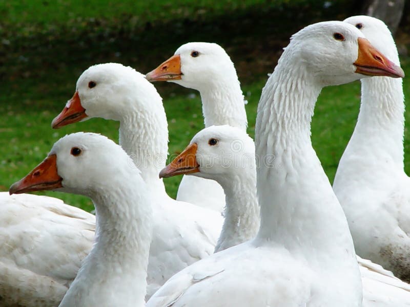 Gänse Gänse