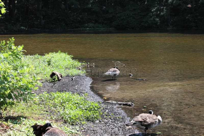 Gänse, die im Wasser auf See stehen stockfotografie Gänse, die im Wasser auf See stehen stockfotografie