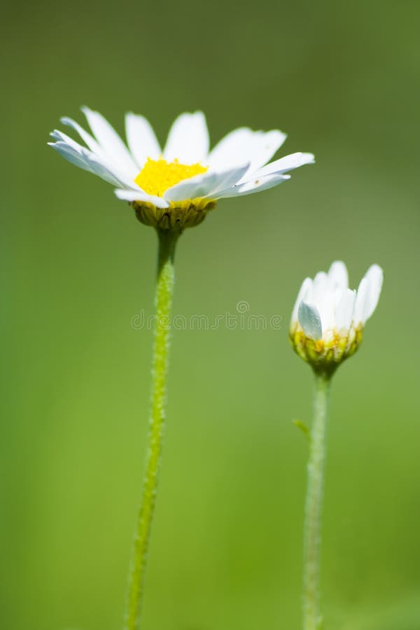 Gänseblümchen lizenzfreie stockfotografie Gänseblümchen lizenzfreie stockfotografie