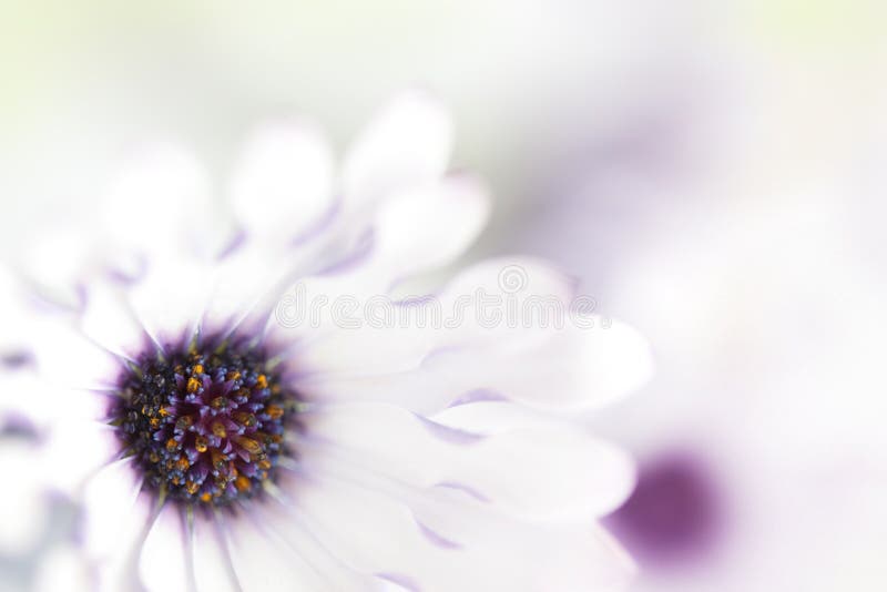 Gänseblümchen-Hintergrund Gänseblümchen-Hintergrund