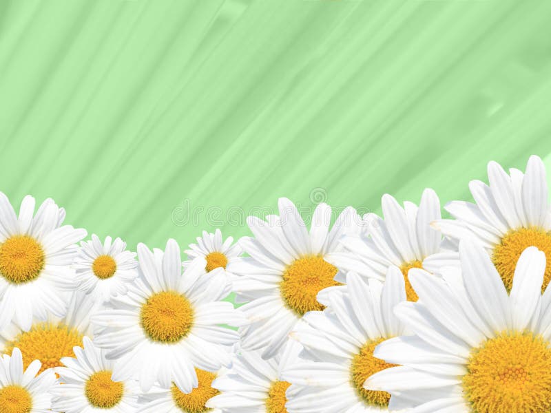 Gänseblümchen-Hintergrund, Sommer oder Frühling saisonal