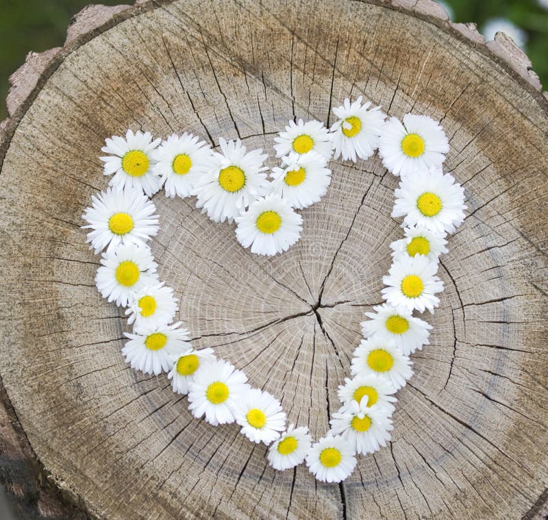 Gänseblümchen und Inneres lizenzfreie stockfotos Gänseblümchen und Inneres lizenzfreie stockfotos