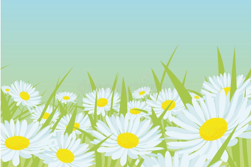 Gänseblümchenblumenfeld lizenzfreie abbildung Gänseblümchenblumenfeld lizenzfreie abbildung