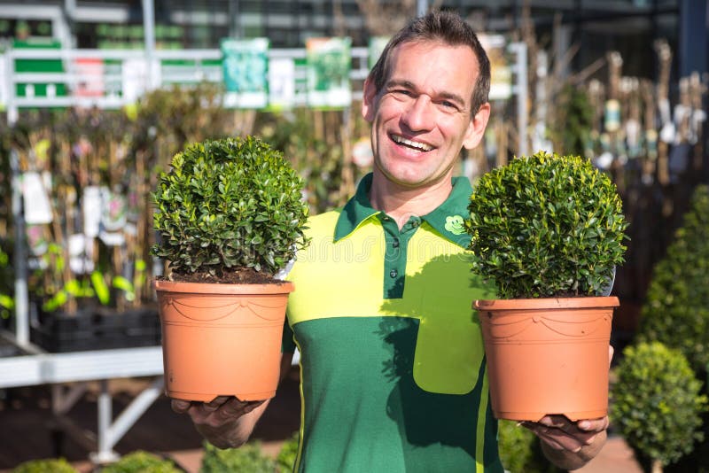 Gärtner in dem Garten-Center, der mit boxtrees aufwirft lizenzfreie stockfotografie Gärtner in dem Garten-Center, der mit boxtrees aufwirft lizenzfreie stockfotografie